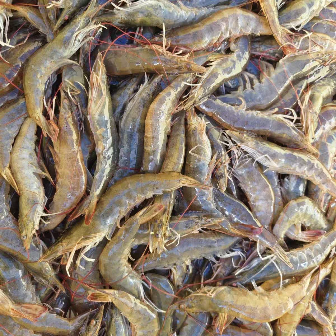 SYY红毛虾小米虾白虾海虾2.5斤*2包=5斤 80-100条/斤嫌小勿拍0908