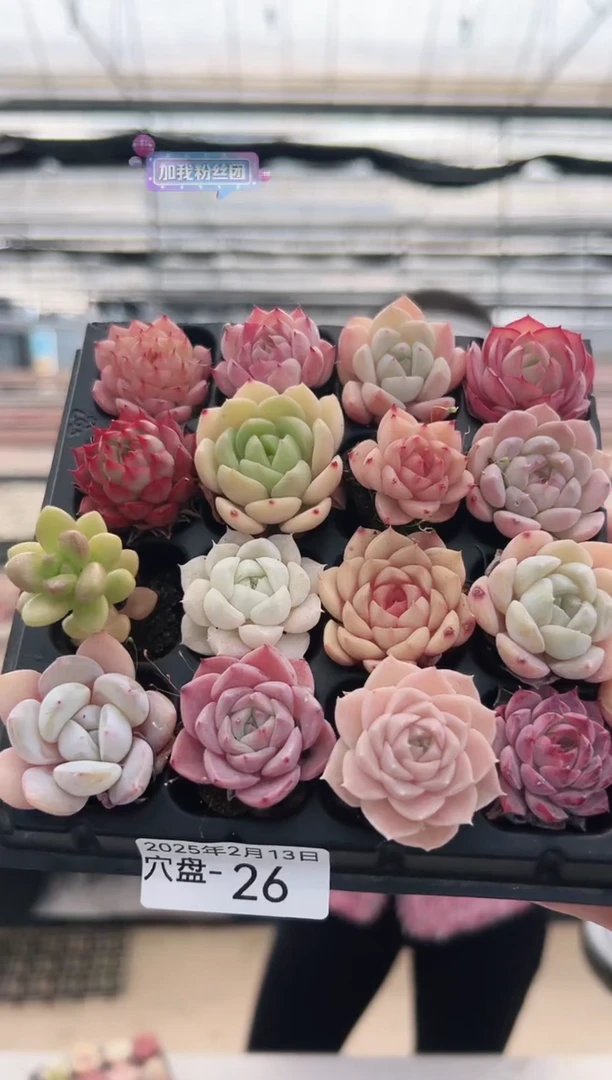 【闪购商品】穴盘-26