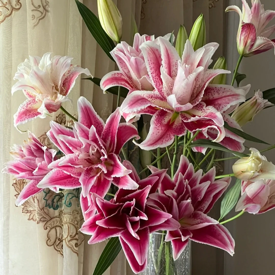 【源头优选】香艳倾城重瓣百合 任意2单鲜花包邮 发货后不支持退款