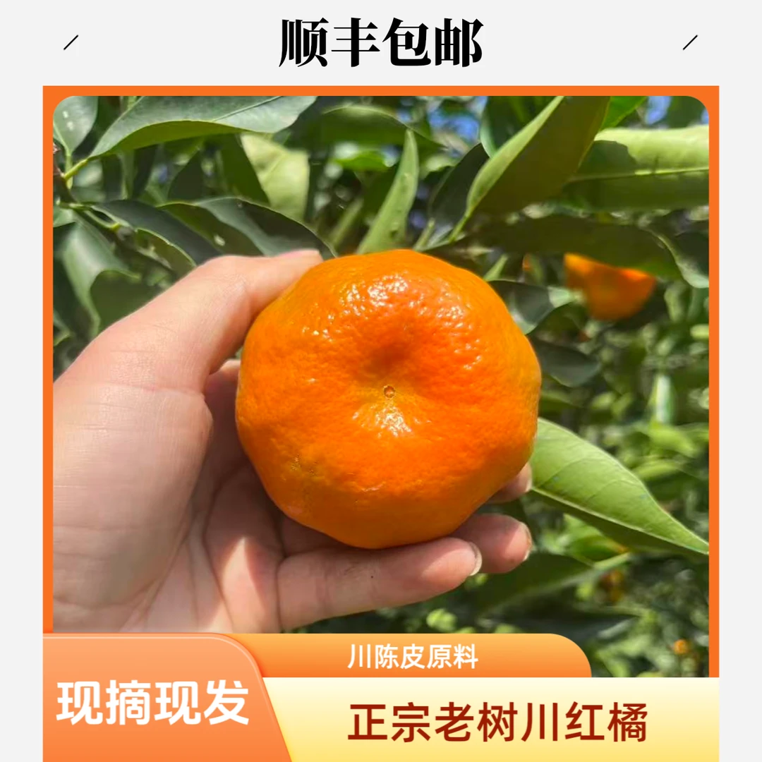 正宗万州老树古红桔川红橘大红袍孕妇酸甜水果陈皮原料5斤8斤包邮