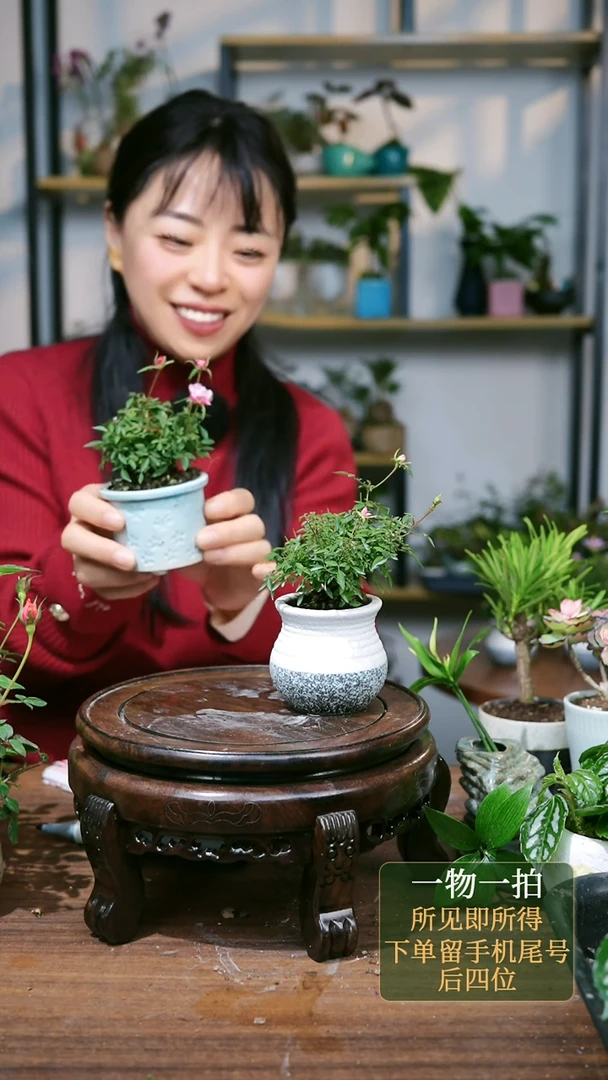 【闪购商品】128--1952月季灰蓝