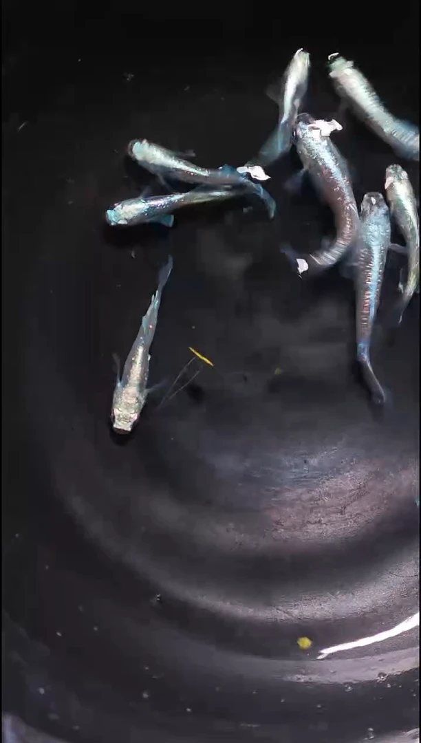 青鳉鱼观背青鳉015