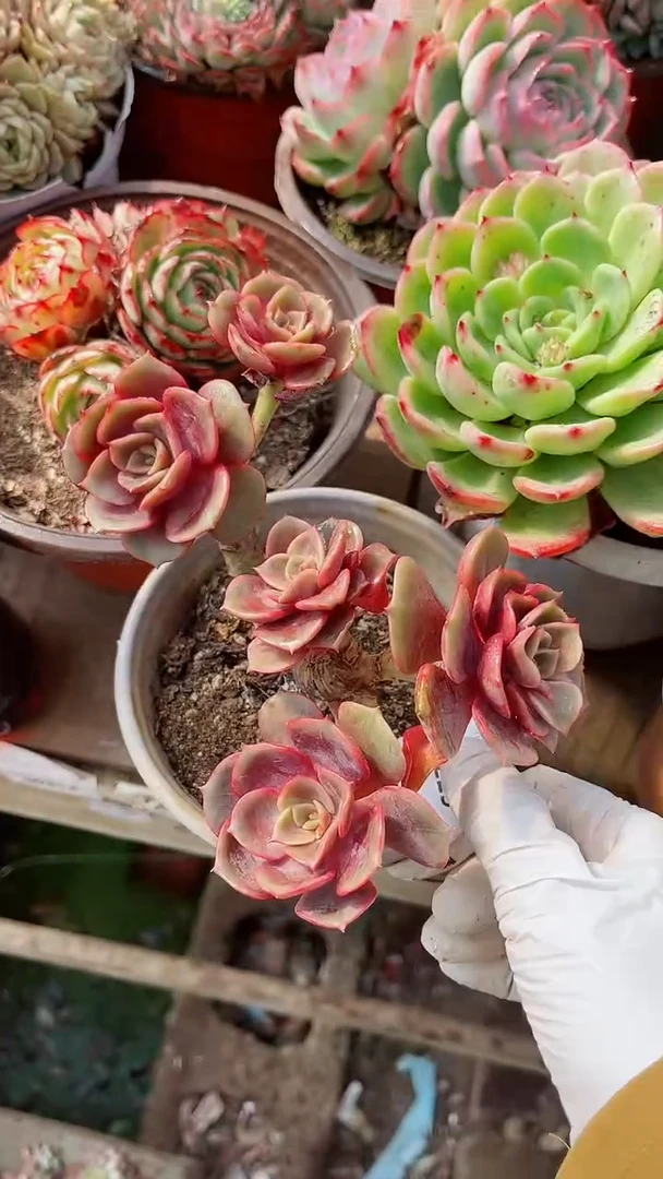 【闪购商品】17229