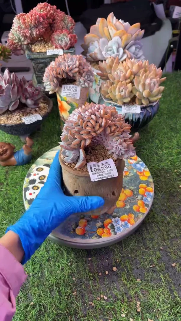 昆明印象多肉06236