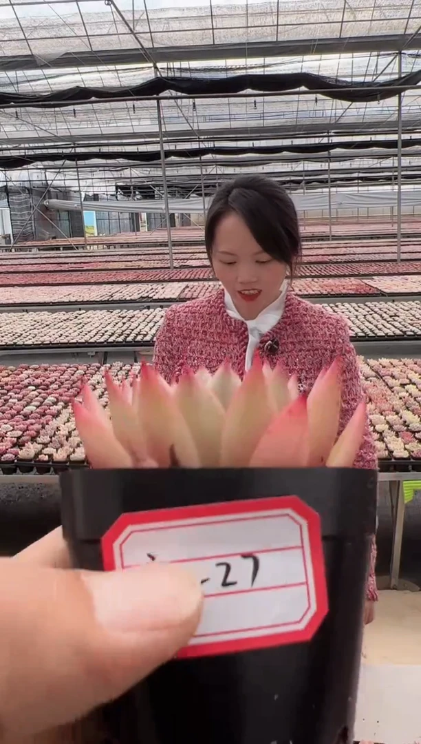 【闪购商品】福利款-27