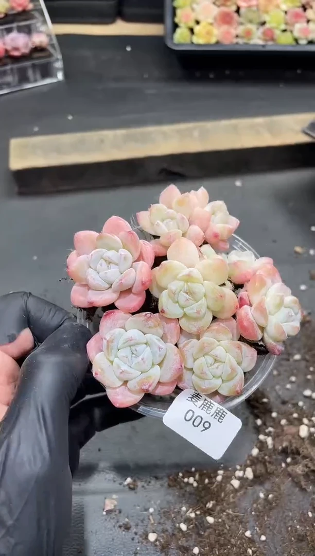 009琥珀冰玉      量拍