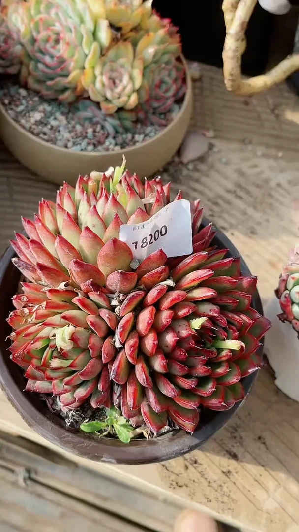 【闪购商品】18200