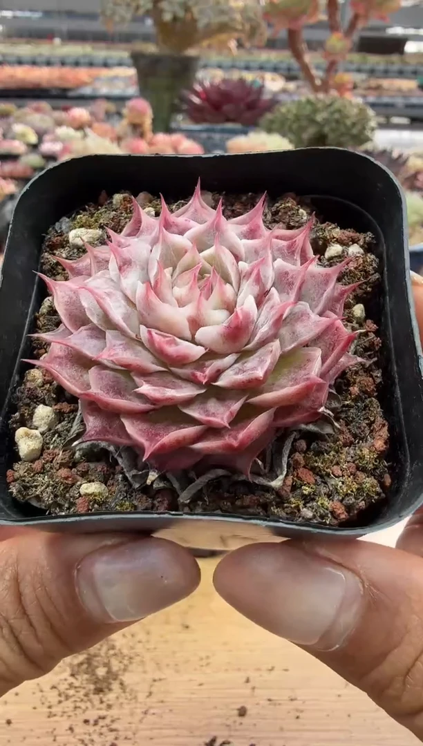 东云多肉园二店-60