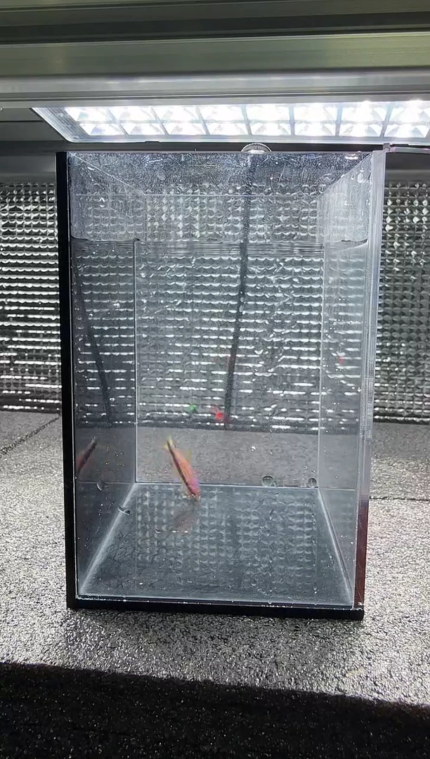 灯科鱼T**y超级DY