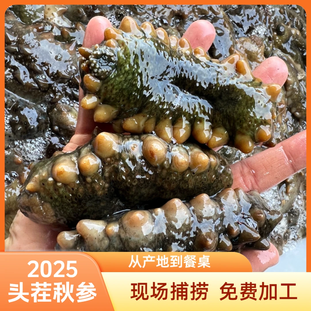 【鲜冻海参】大连2025头茬秋参源头直供现场捕捞活海参八分熟