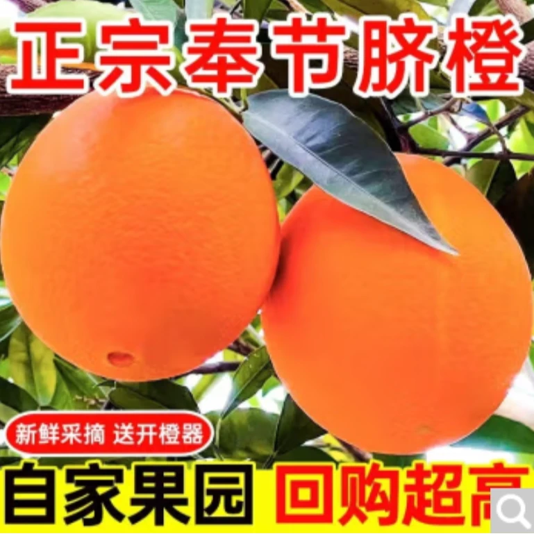【橙中皇后】夏季成熟奉节脐橙伦晚脐橙现摘现发产地直发