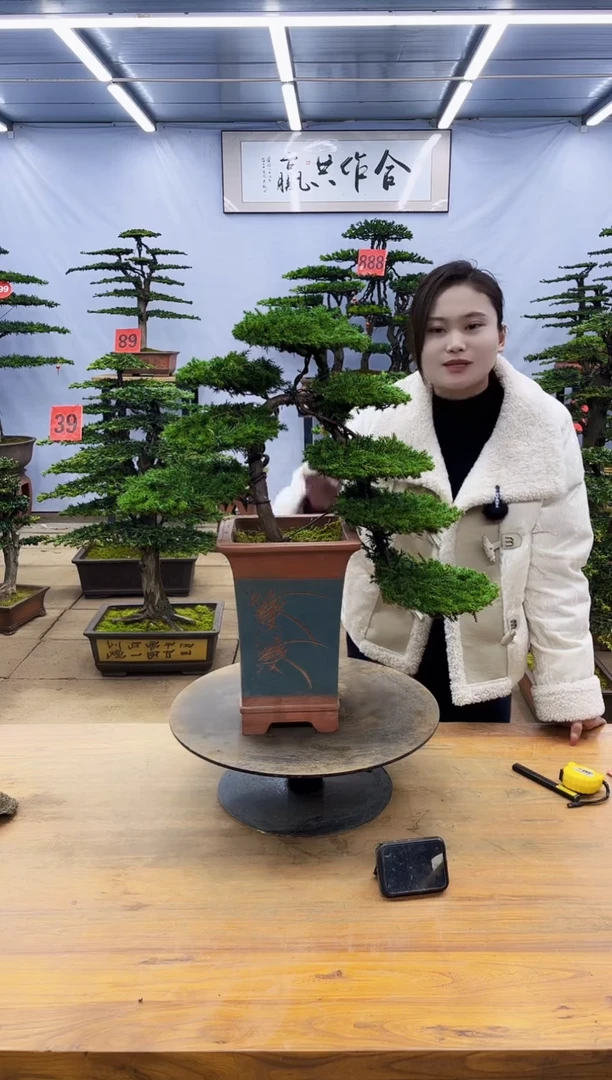 【闪购商品】高端盆景一物一拍，所见即所得