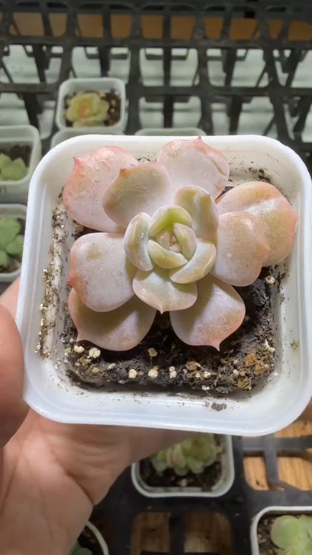 1189  宫花多肉植物
