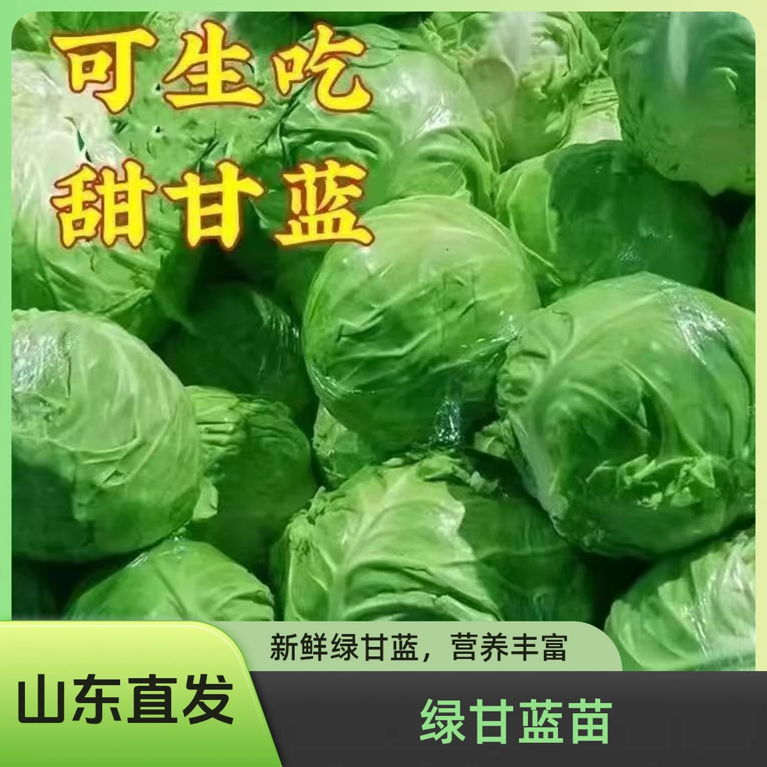 苗包心菜卷心菜秧苗西红柿蔬菜甘蓝绿大苗四季种植耐寒牛心籽