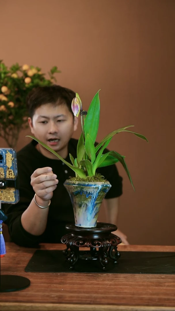 【闪购商品】盆景红肉饼