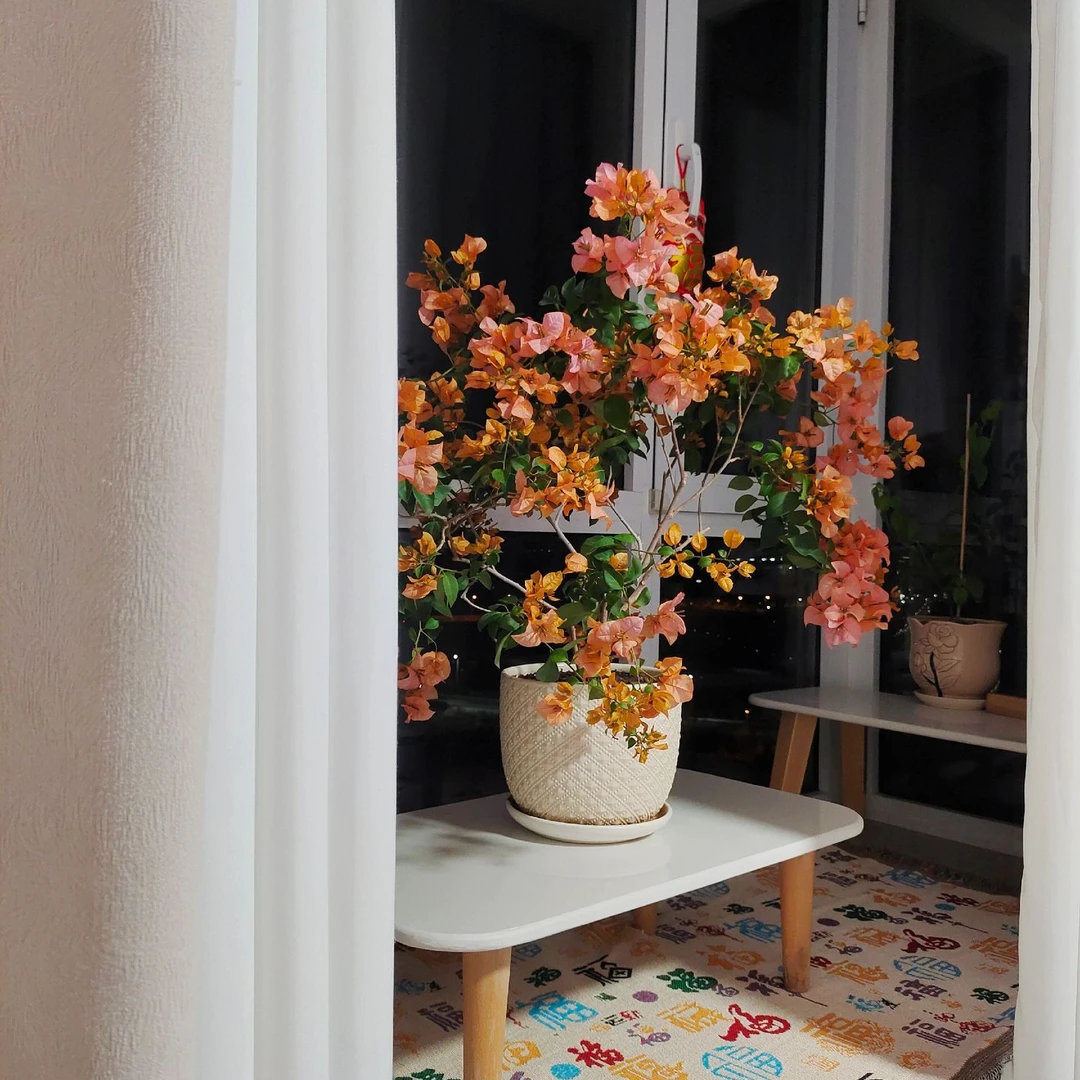 金发女郎（新手必养超级勤花）·三角梅花卉盆栽 勤花指数8颗⭐️