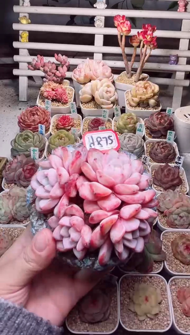 【闪购商品】H875维特一物一拍