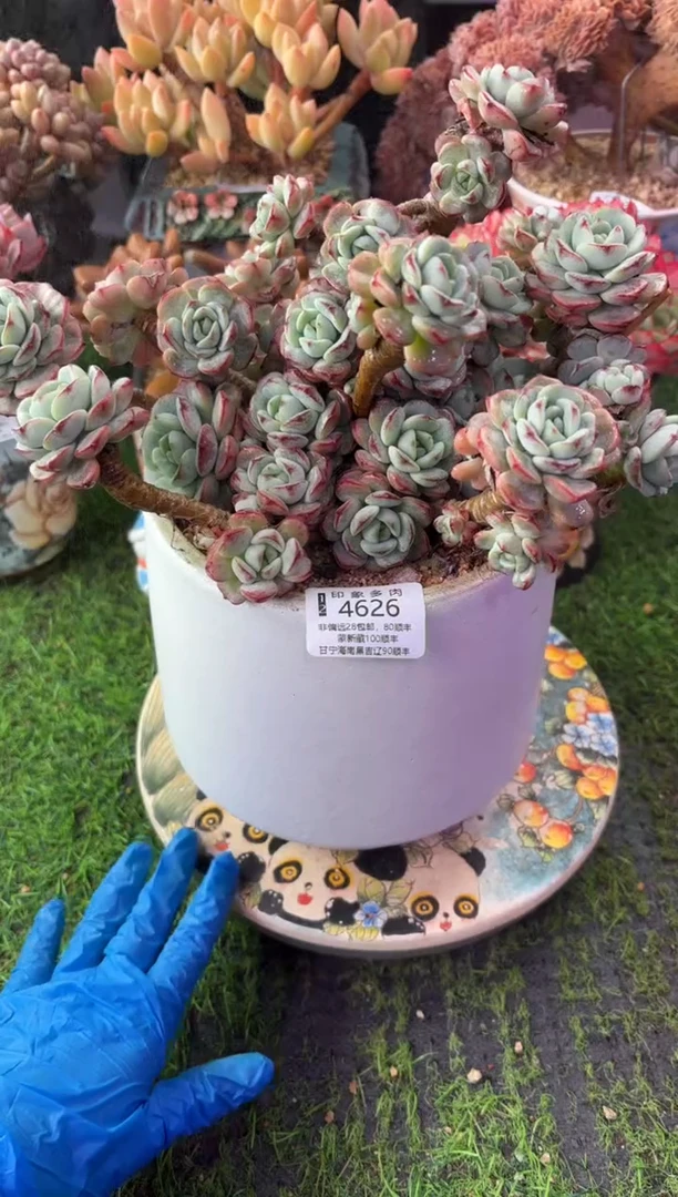 昆明印象多肉4626