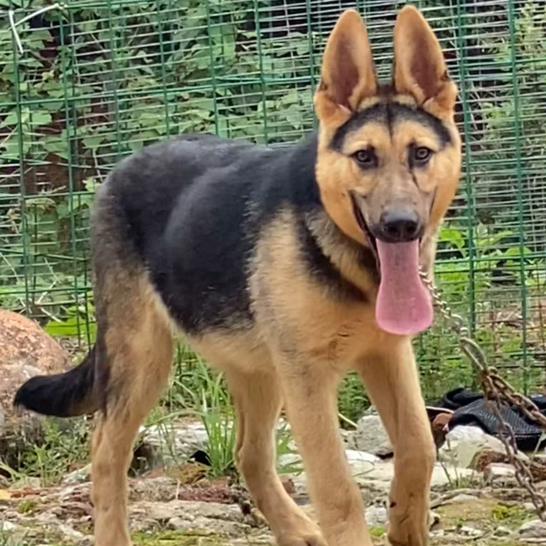 【丽红犬舍】精品纯种双血统昆明犬专属链接