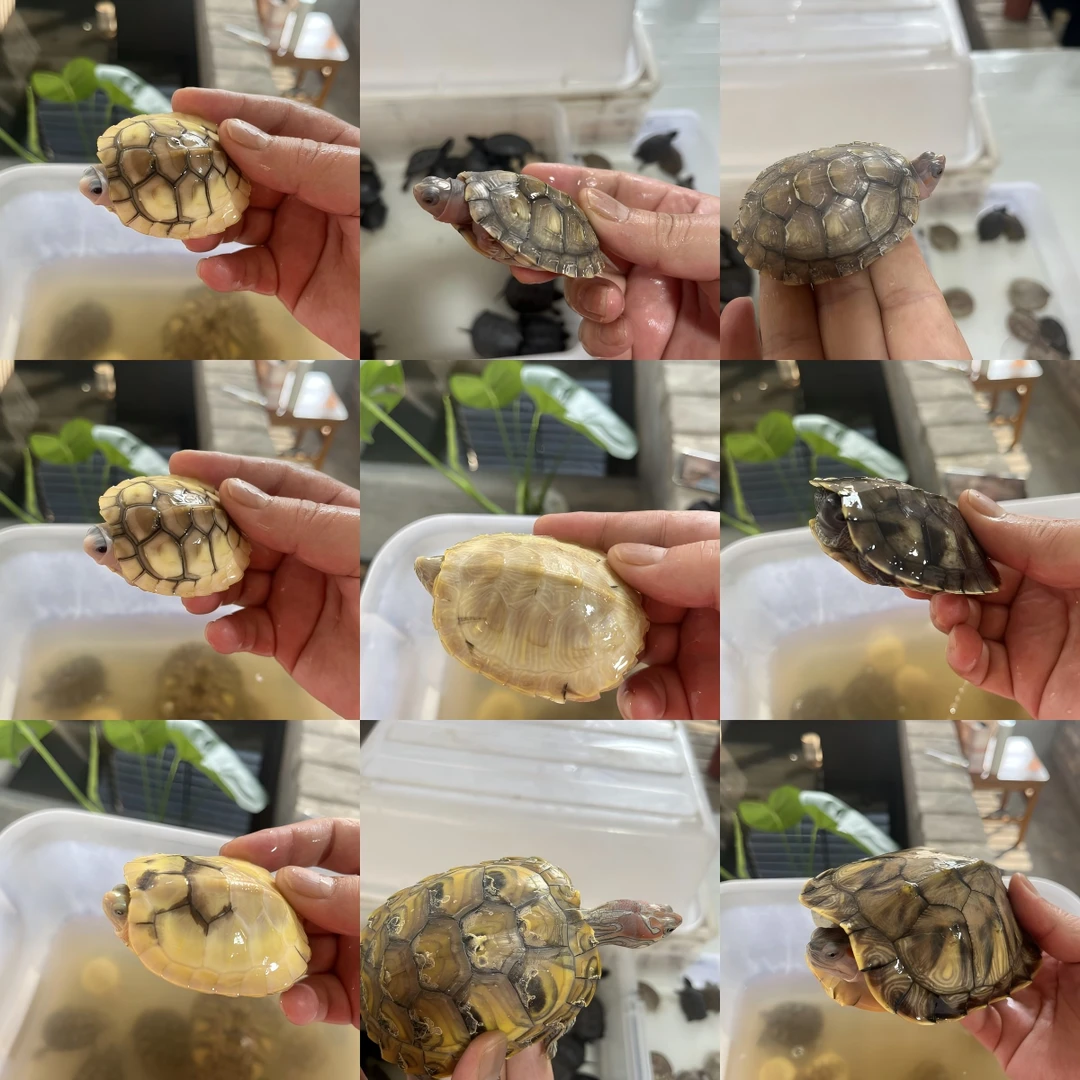 宠物龟直播间巴西类宠物龟选龟连接