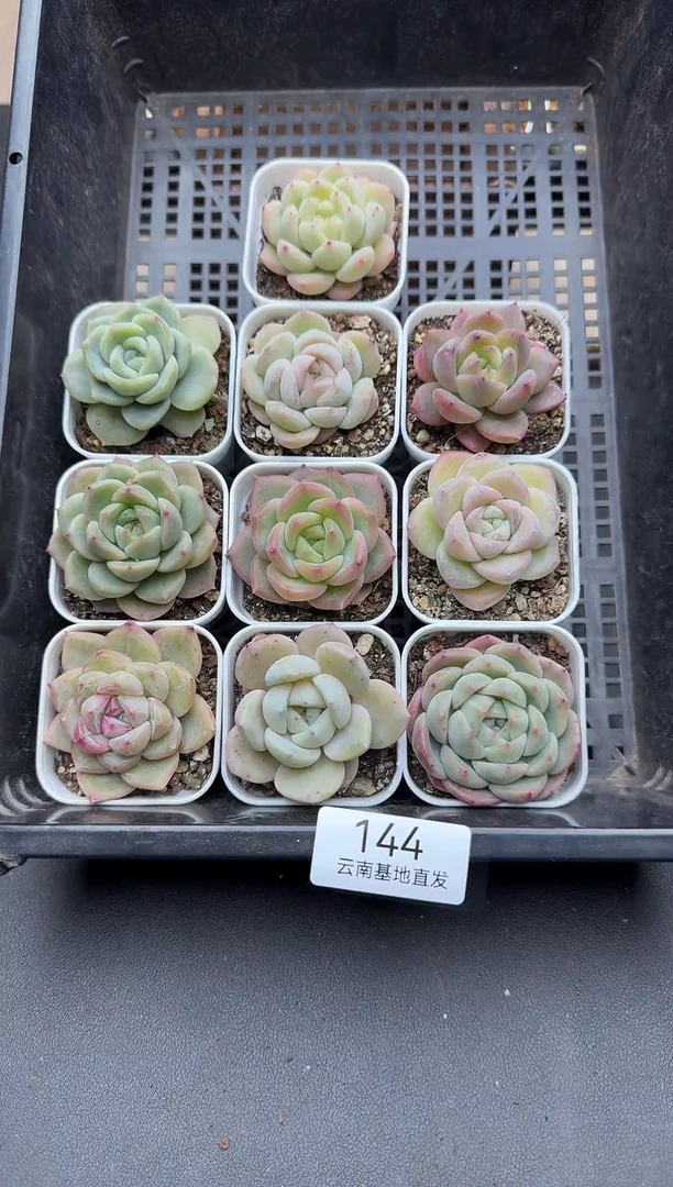 珍妮杂交多肉144