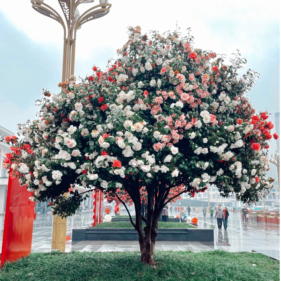 耐寒茶花五色芙蓉彩色十八学士彩嫦娥室内室外盆栽地栽【一物一拍】