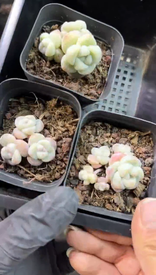 【闪购商品】110号到手1框-江北多肉