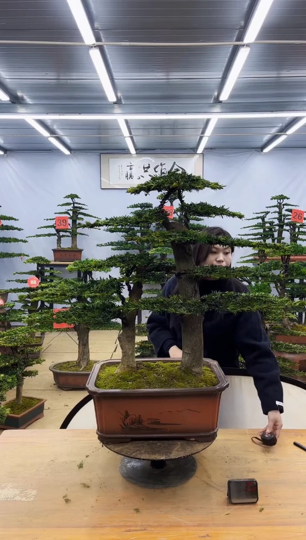 【闪购商品】高端盆景一物一拍,所见即所得