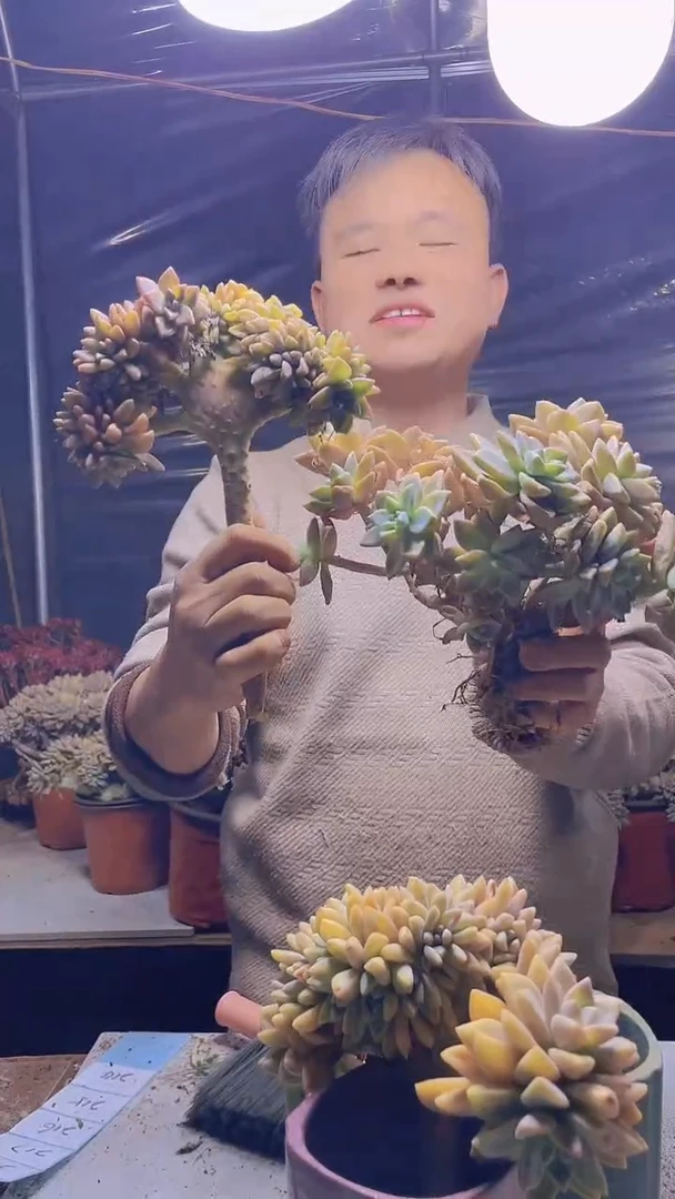 【闪购商品】缀化214