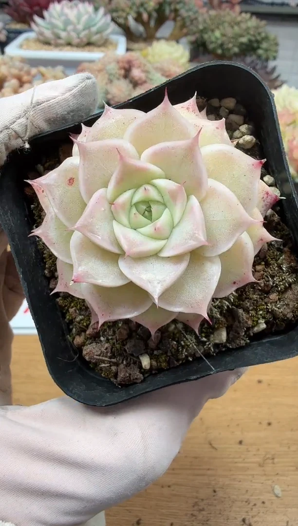 东云多肉园二店-278