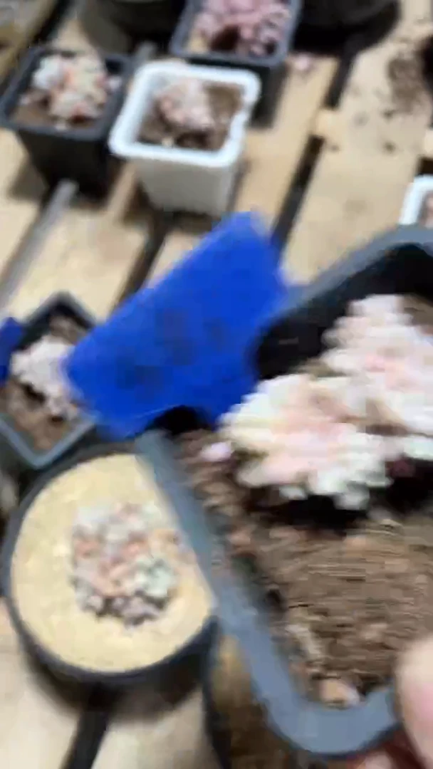 【闪购商品】581多肉