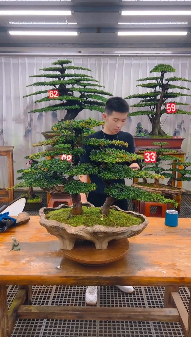 无花朵精品盆景直播间一物一拍