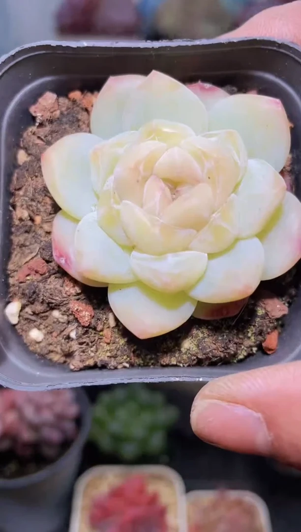 【闪购商品】292刚毅多肉