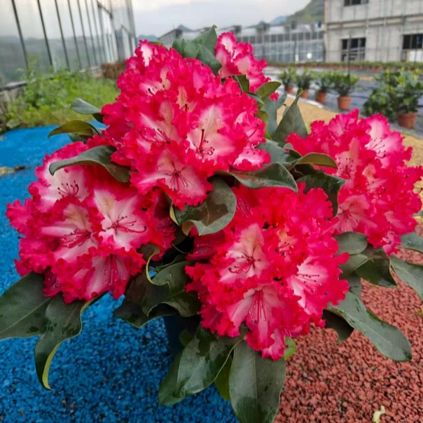 格里菲欧品种杜鹃花盆栽花苗庭院阳台多年生耐寒观花植物花卉