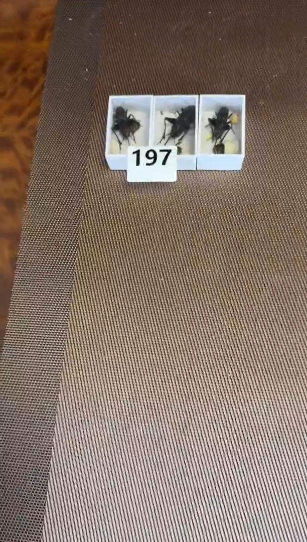 黑虫  三只       197