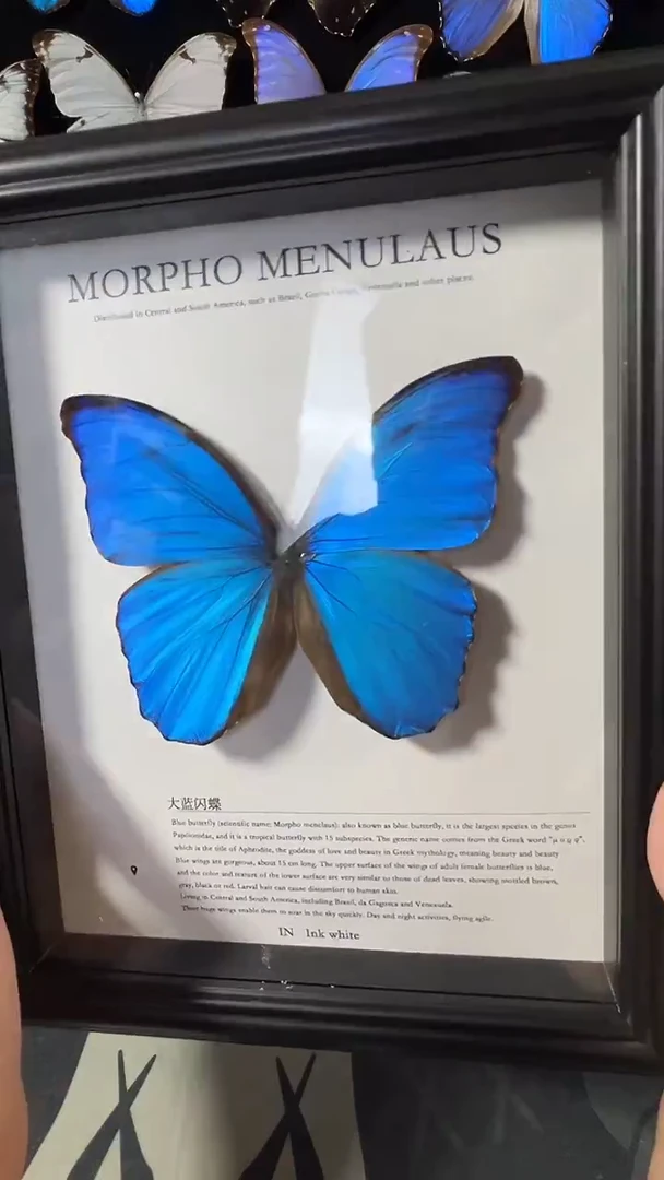 大蓝闪蝶欧版相框