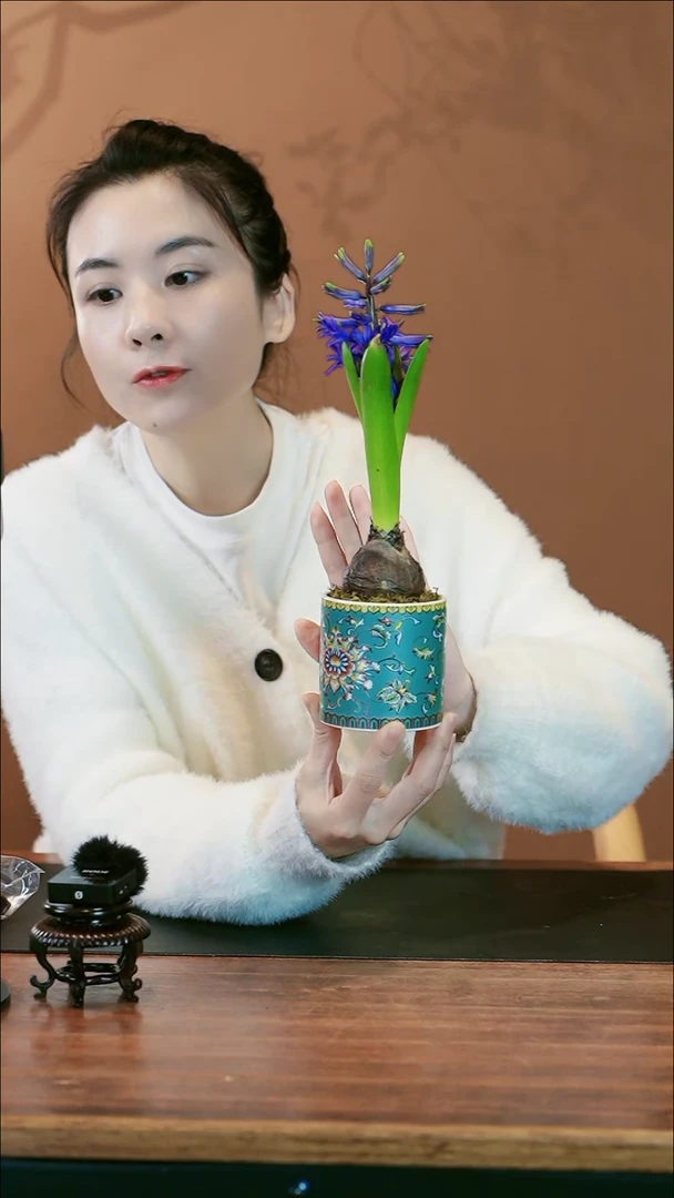 【闪购商品】盆景风信子