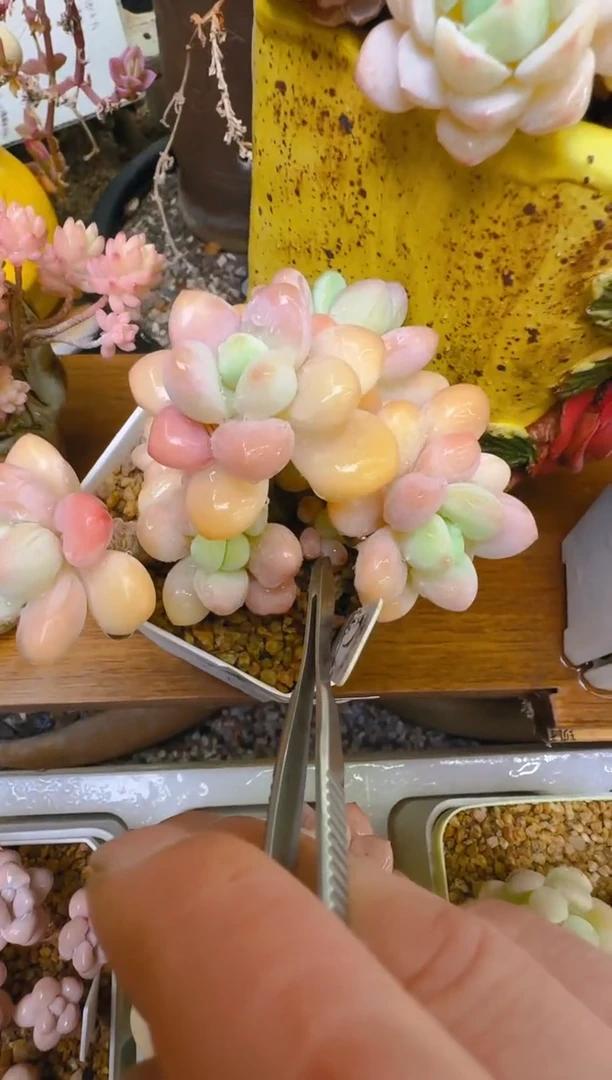 美—272—仙农（彩虹豆奶）