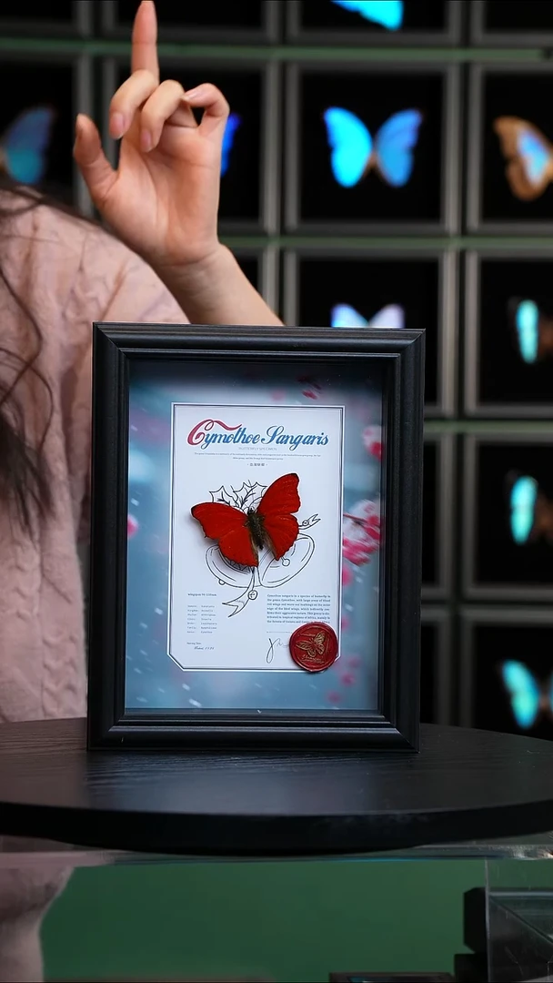 血漪蛱蝶雪梅款8寸竖