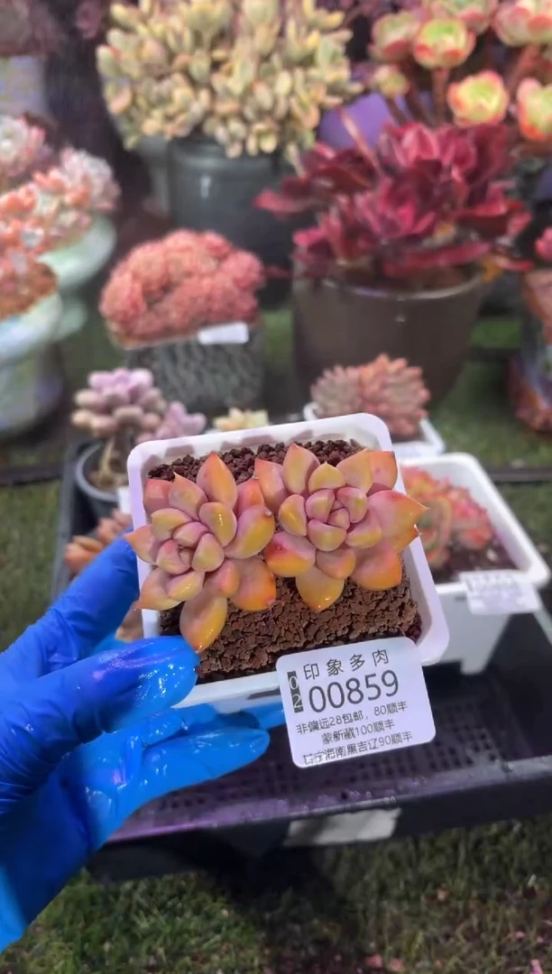 【闪购商品】00859