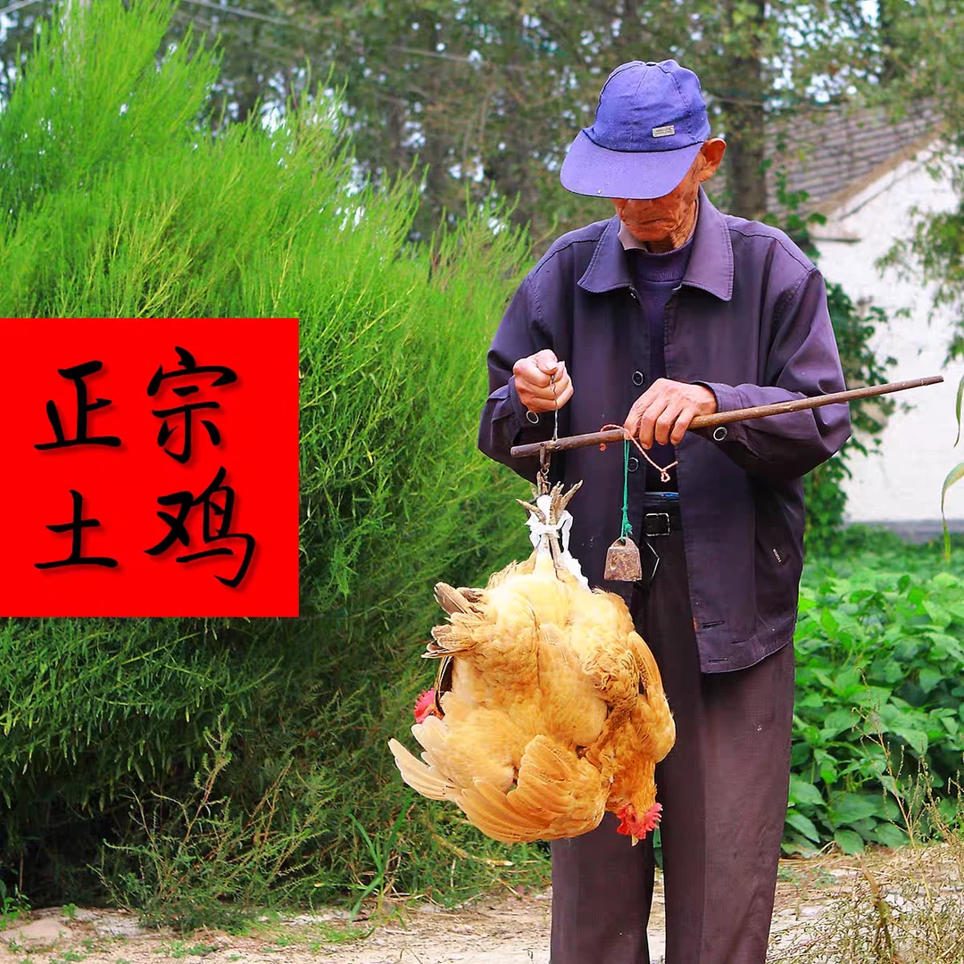 苏北农村散养老母鸡草鸡走地鸡家禽助农 包冰率不含冰