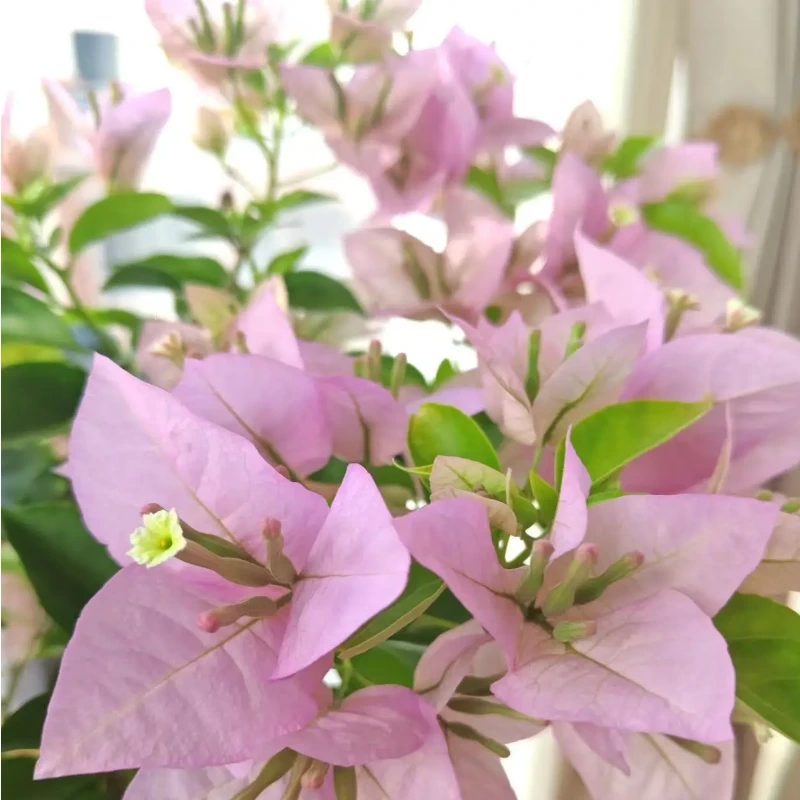 【粉天使】一物一拍 三角梅运输途中可能会有掉花掉叶 介意慎拍