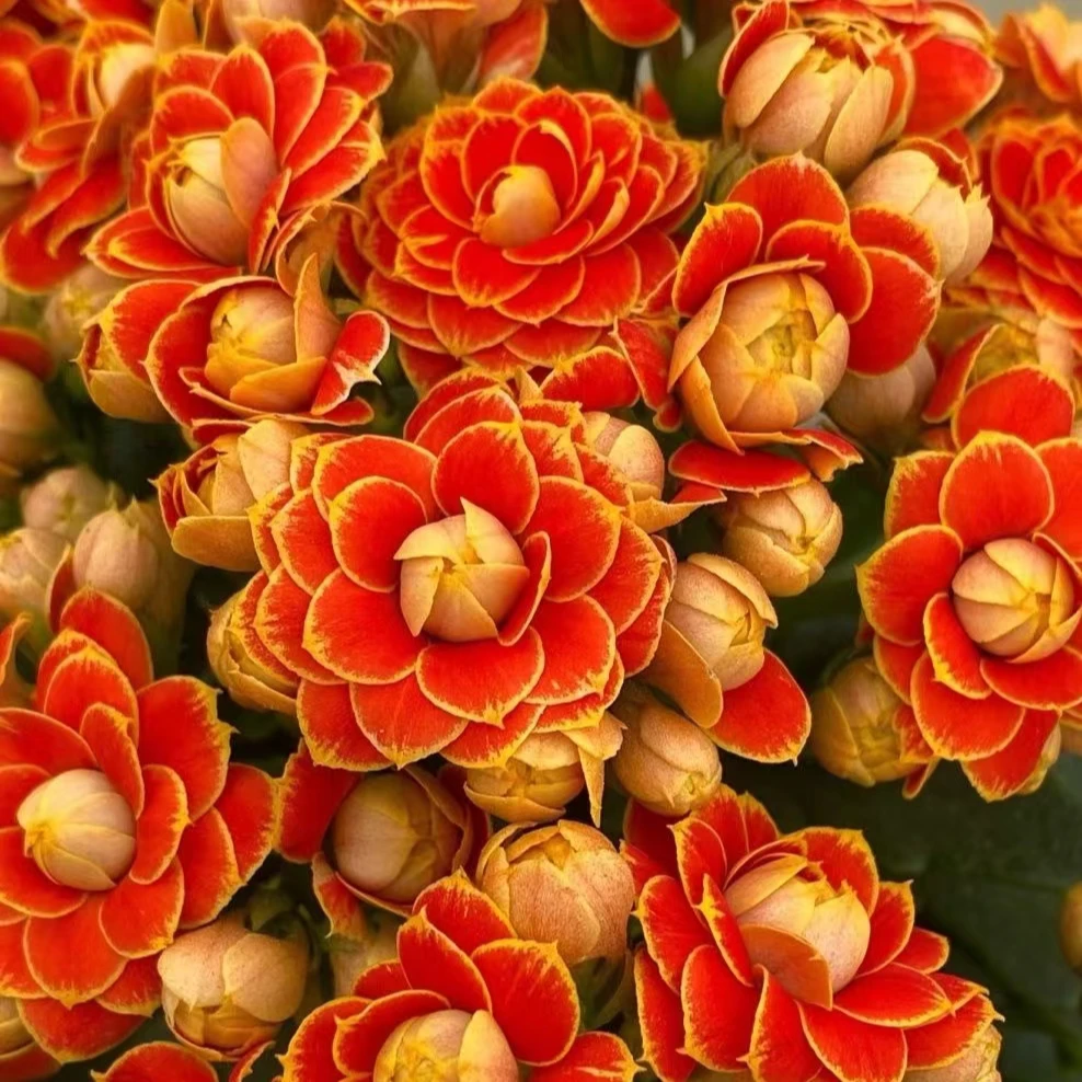 金狐狸140#盆一盆三棵原盆原土发货