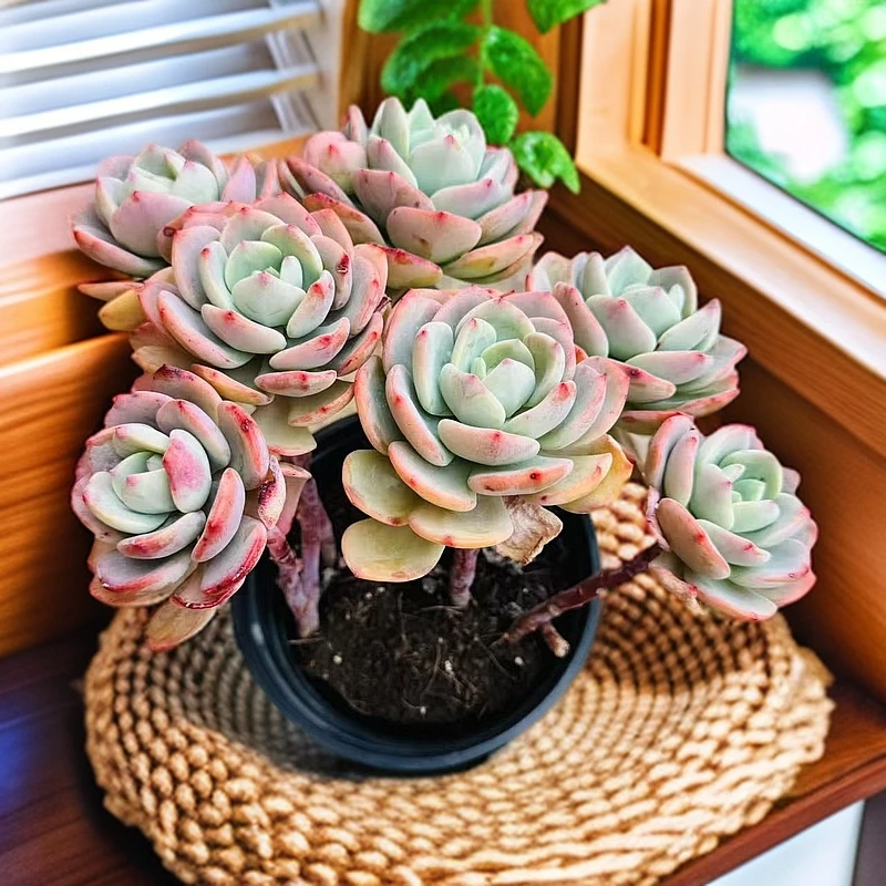 白月光230# 梅子多肉 新手必备好看好养一单包邮