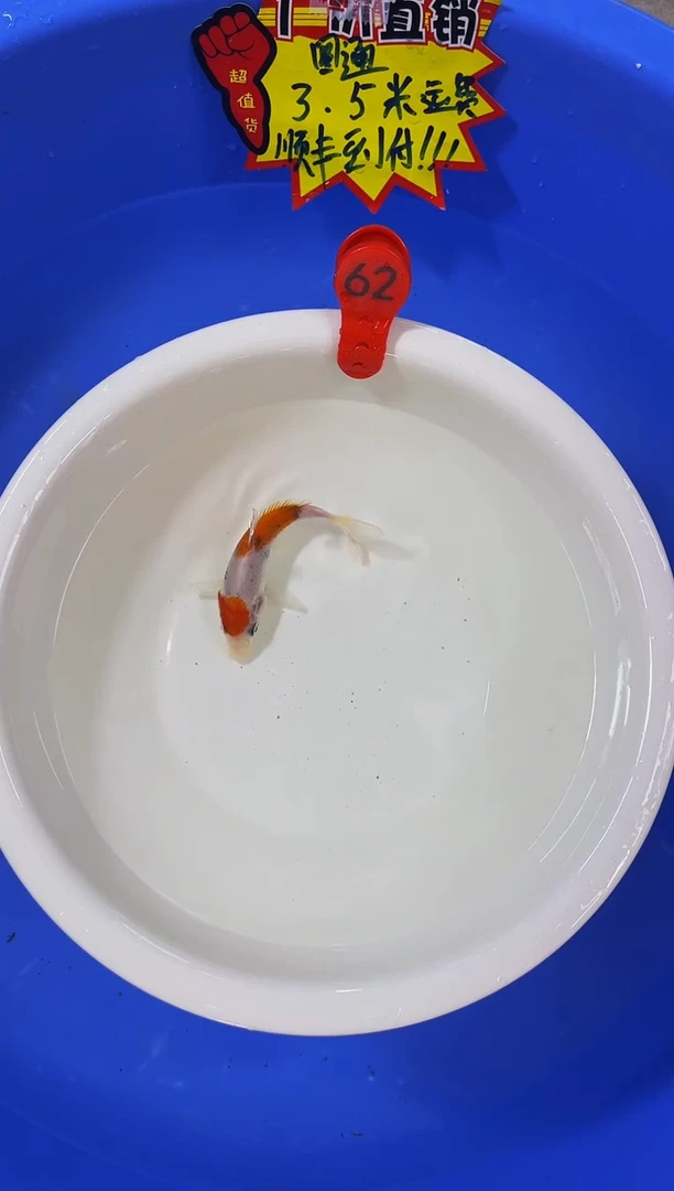 锦鲤活体二号链接