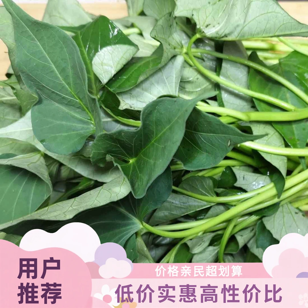 （坏了包赔）河南当季新鲜现摘红薯叶地瓜叶嫩尖茎梗叶