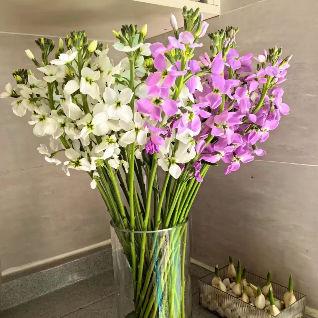 顺丰包邮 2把两色单瓣紫罗兰 观赏养护花材xh