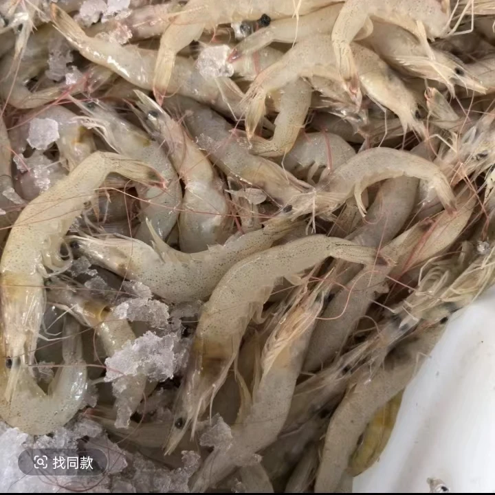 野生羊毛虾 6斤 有黑头断头 扒虾仁青岛发货顺丰包邮