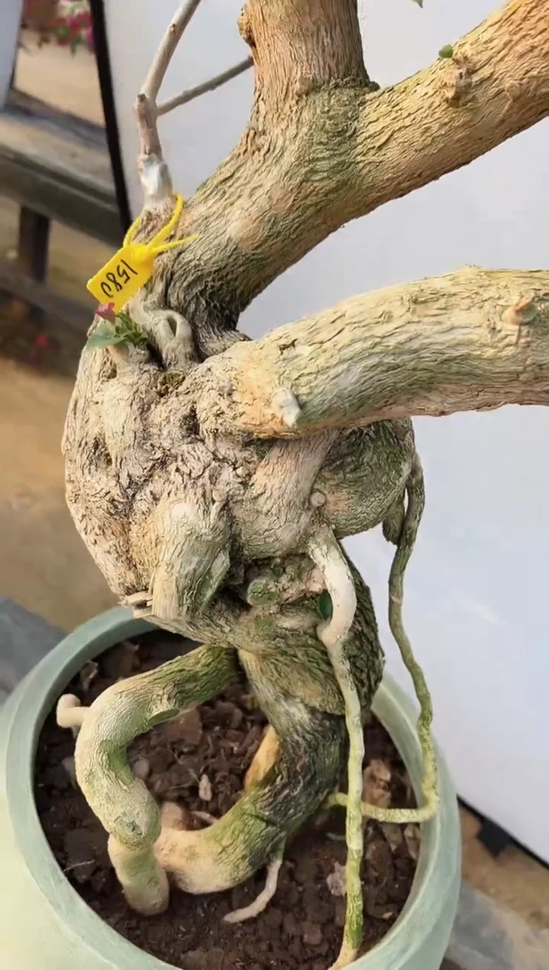 【闪购商品】盆景小斑叶丽人