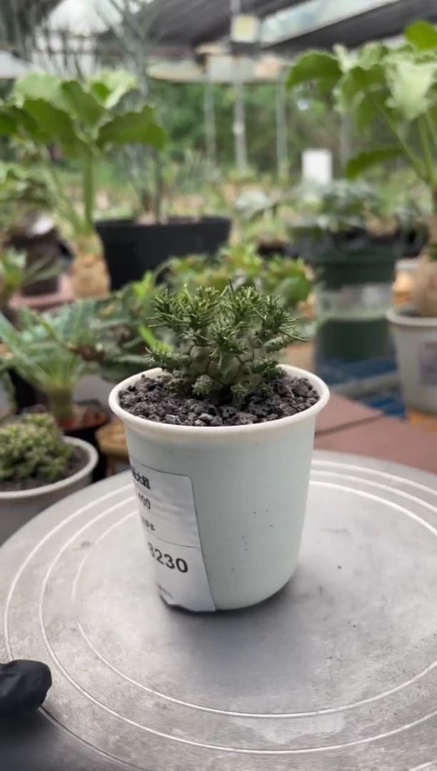 夏**阳星云大戟FB-8230